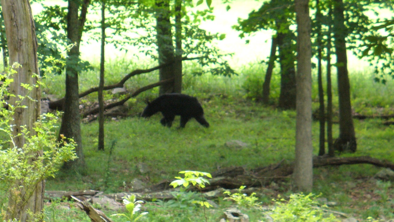 Photo of Others in Lindside