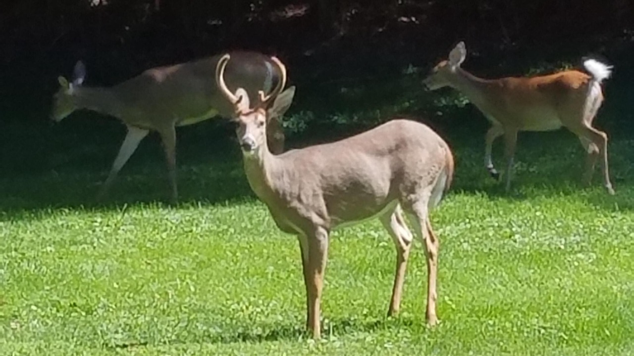 Photo of Others in Jefferson Township