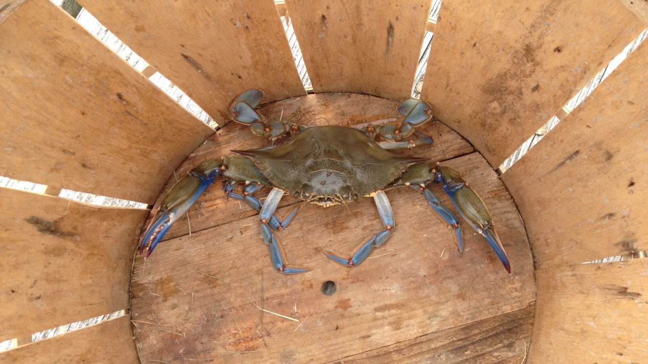 Photo of Outdoor in St. Michaels