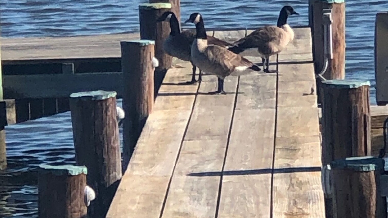 Photo of Outdoor in St. Michaels