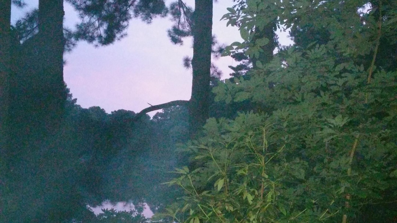 Photo of Outdoor in Felton