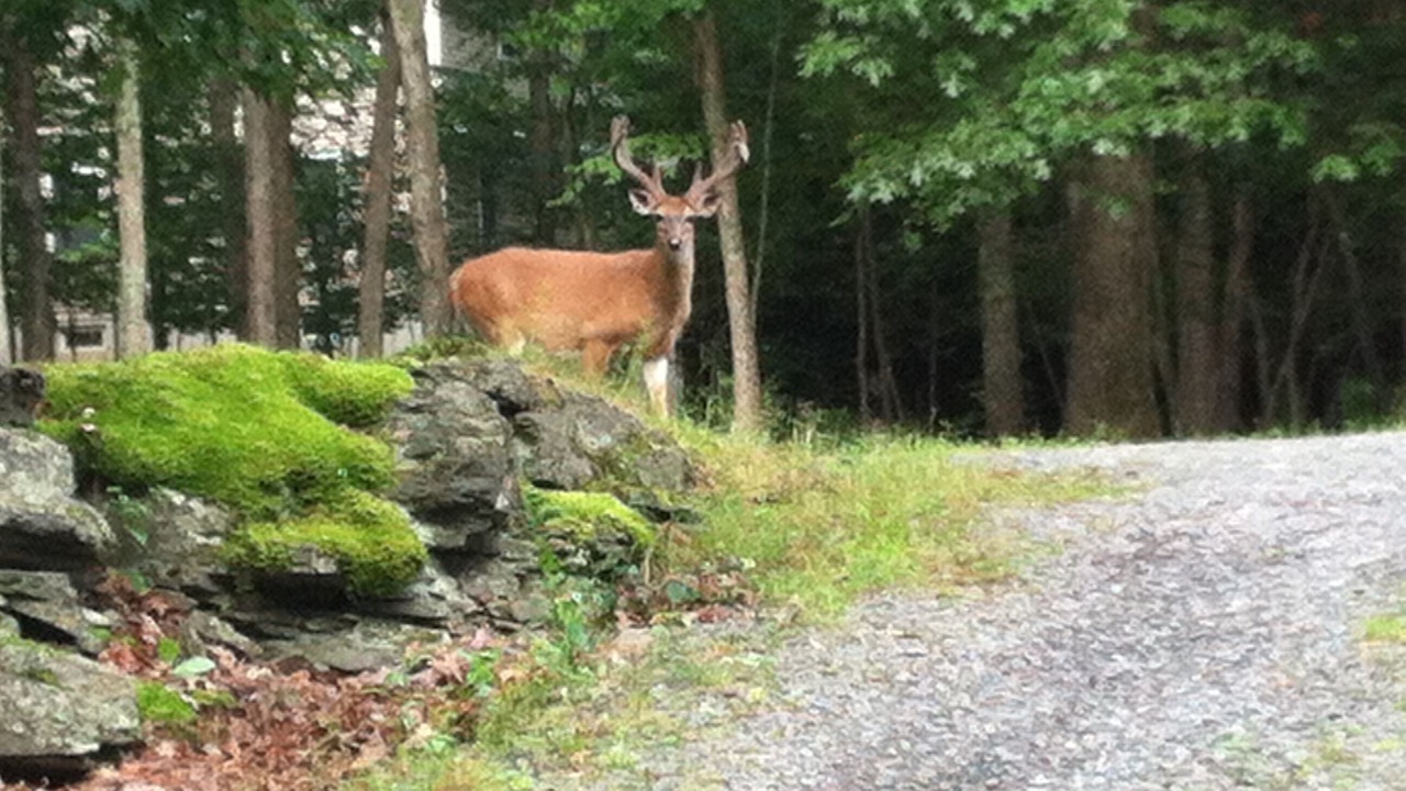 Photo of Others in Lackawaxen