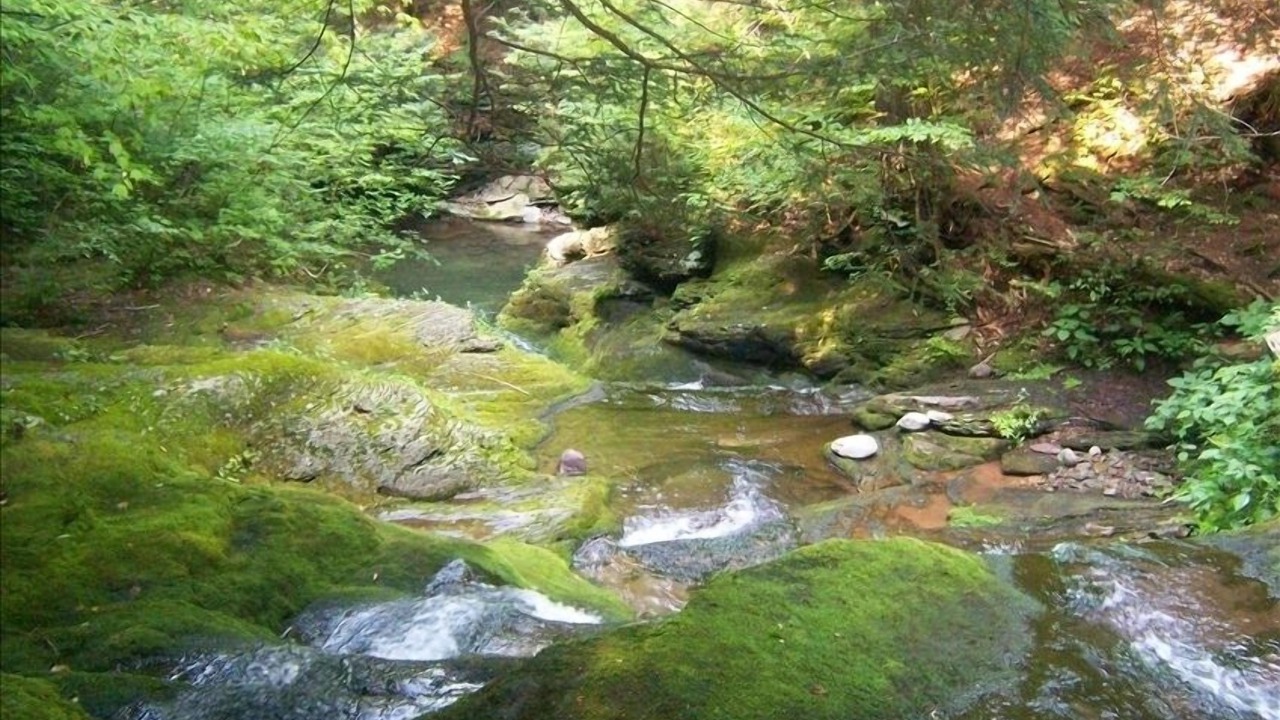 Photo of Others in Bearsville