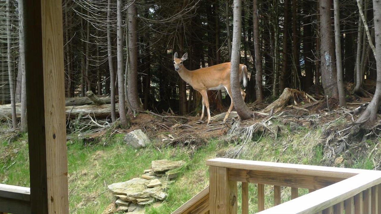 Photo of Others in Snowshoe