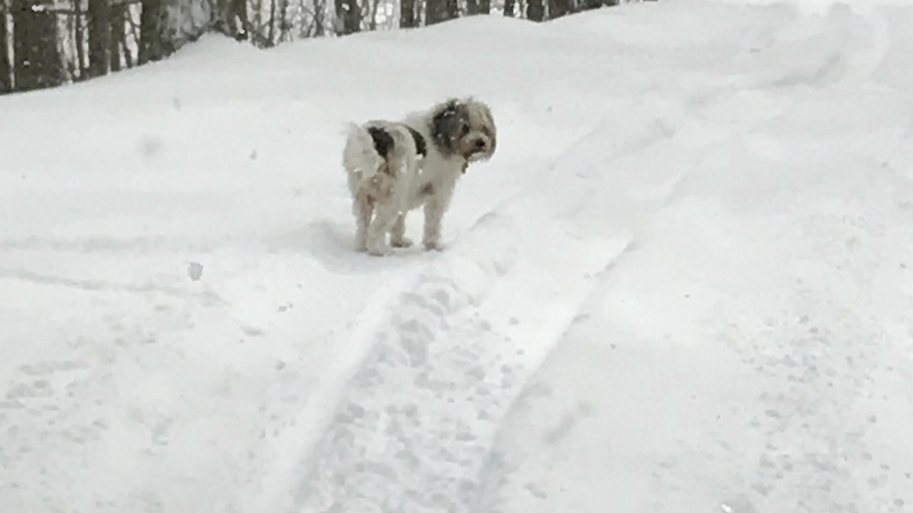 Photo of Others in Snowshoe