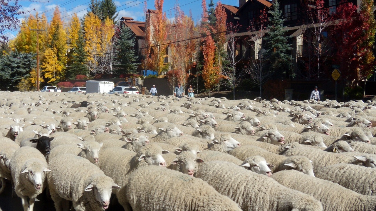 Photo of Others in Ketchum