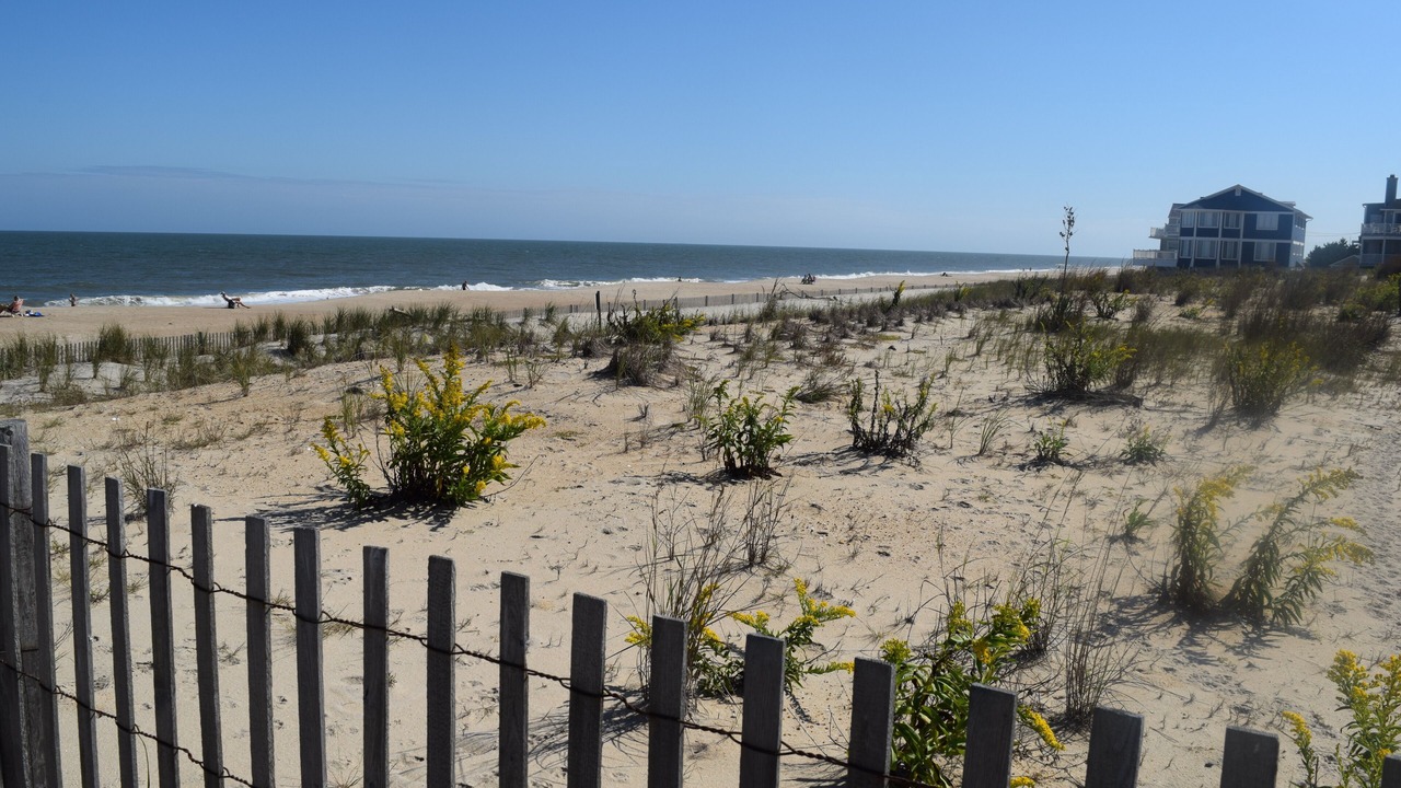 Photo of Others in Dewey Beach