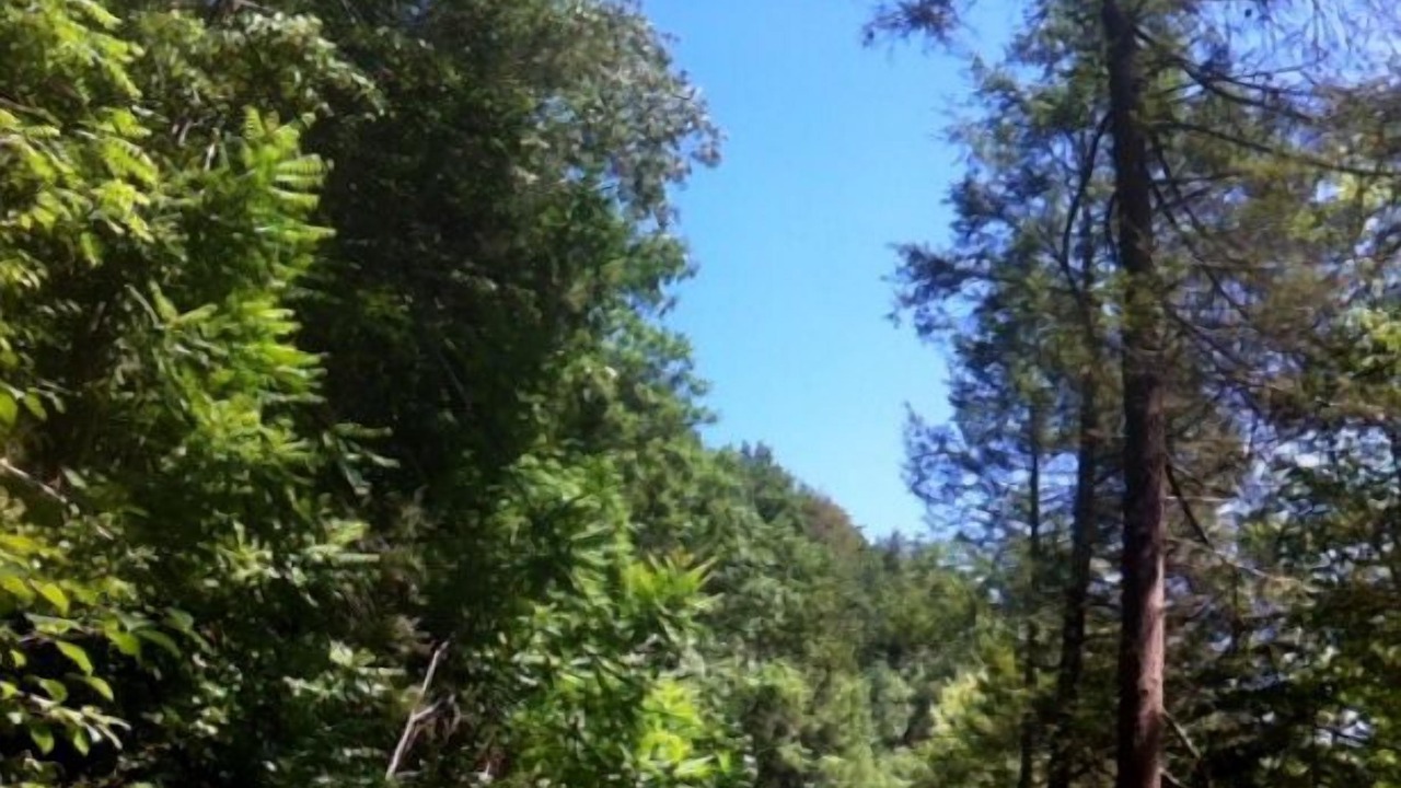 Photo of Others in Catawissa