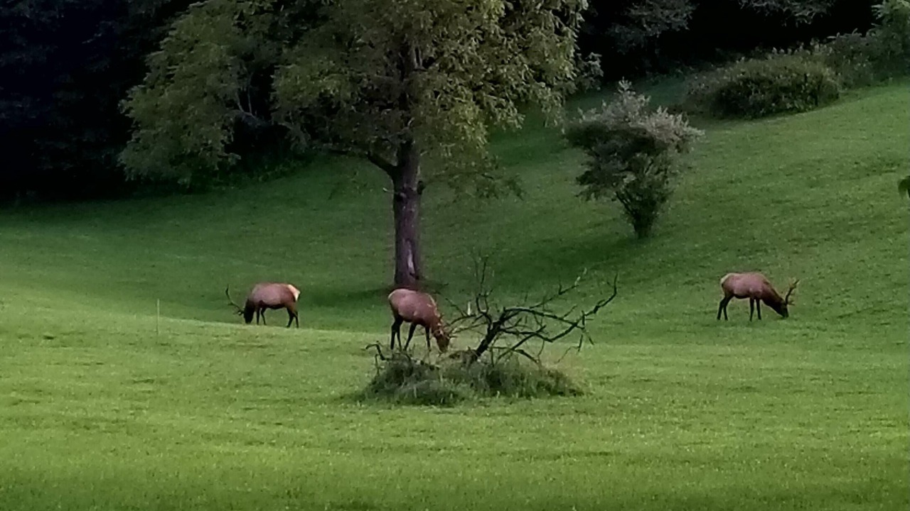 Photo of Others in Byrnedale