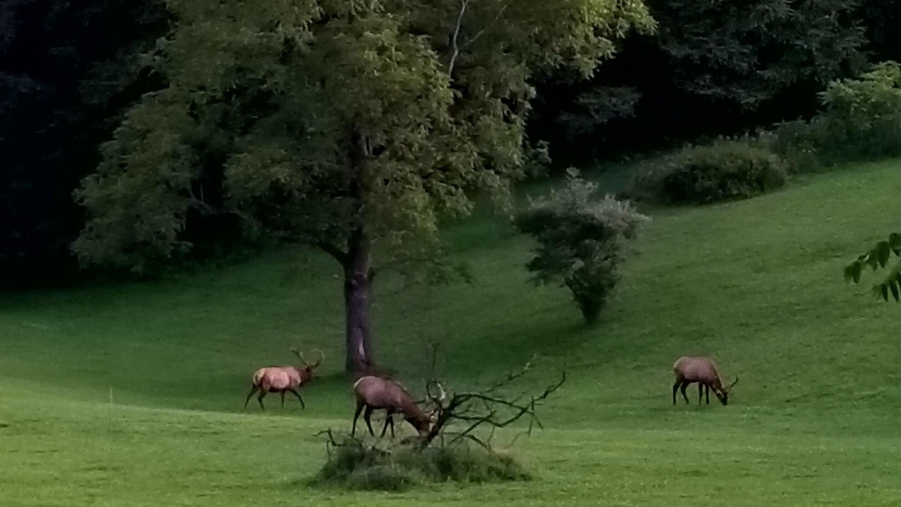 Photo of Others in Byrnedale