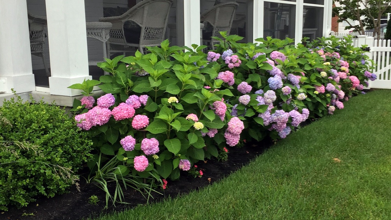 Photo of Outdoor in South Rehoboth