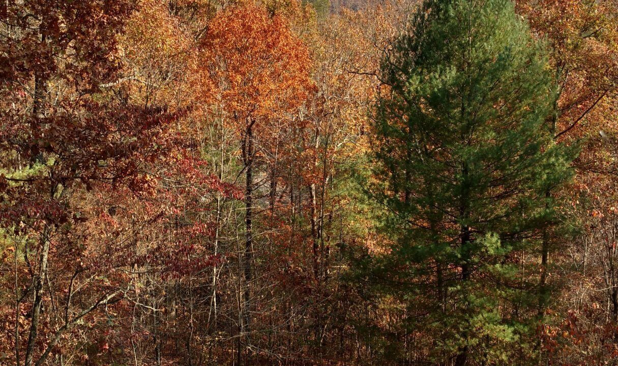 Photo of Others in McCaysville
