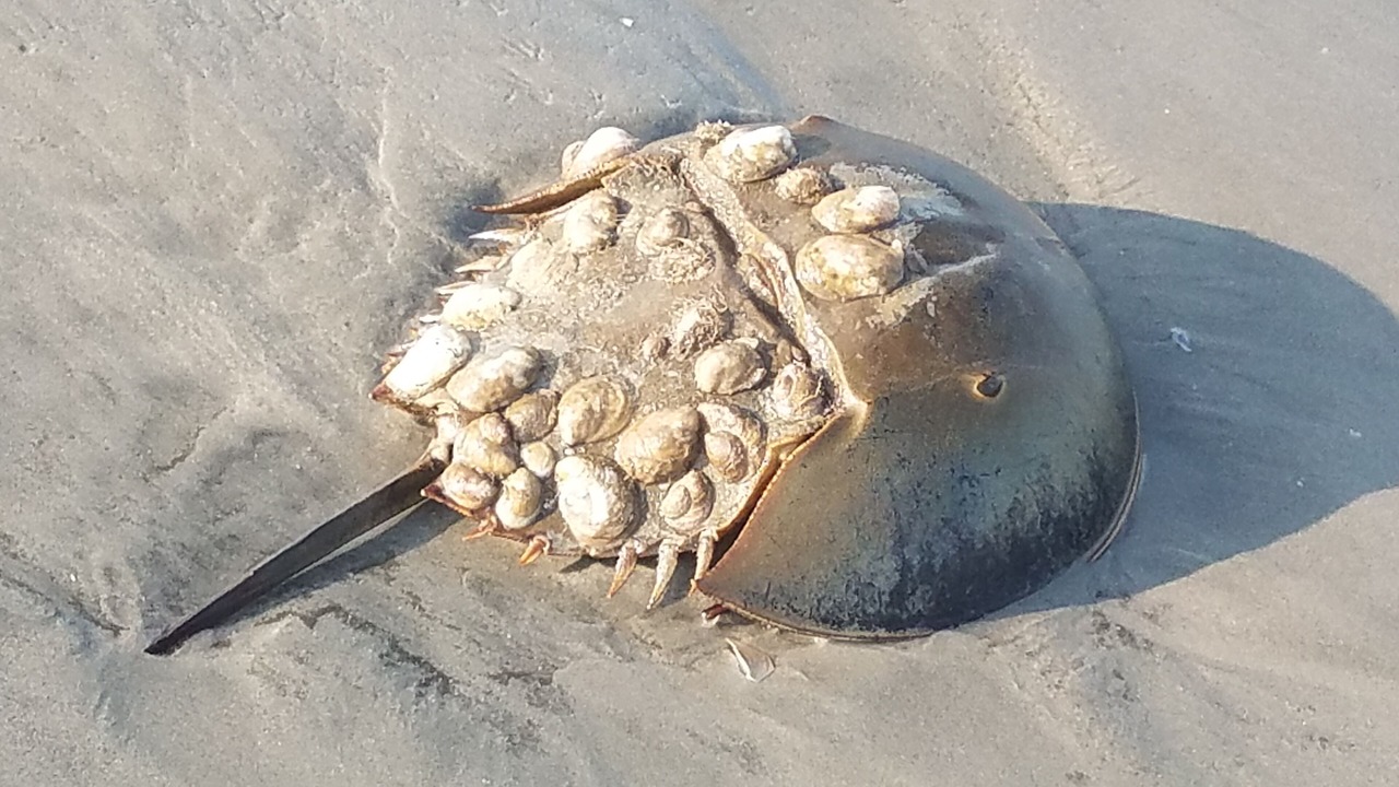 Photo of Others in Brigantine
