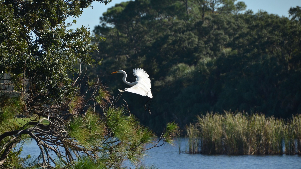 Photo of Others in Saint Helena Island