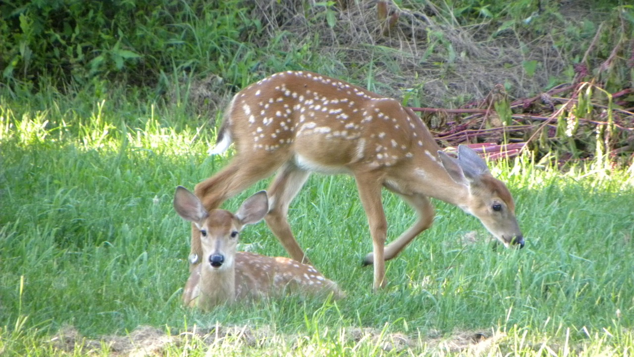 Photo of Others in Dillsburg