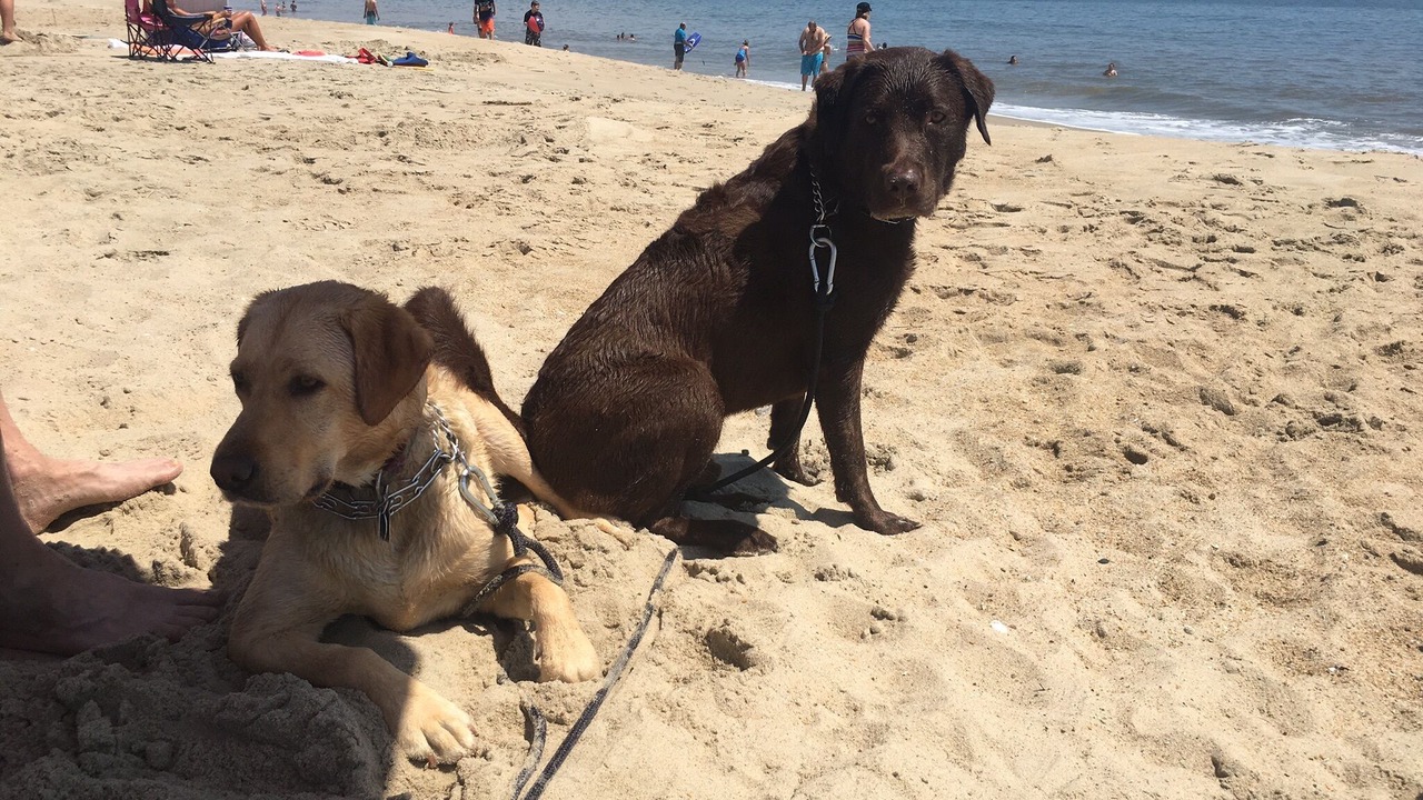 Photo of Others in Rehoboth Beach