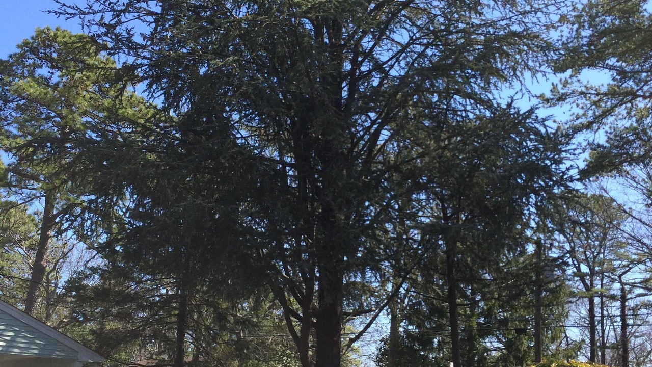 Photo of Outdoor in Cedarcroft
