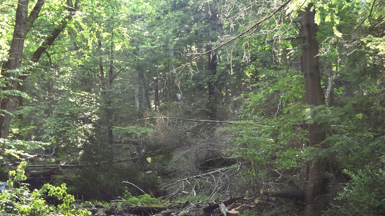 Photo of Outdoor in Milford