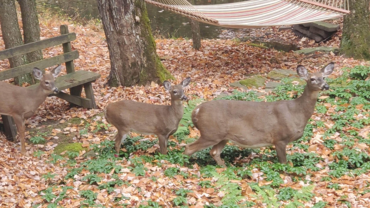 Photo of Outdoor in Smallwood