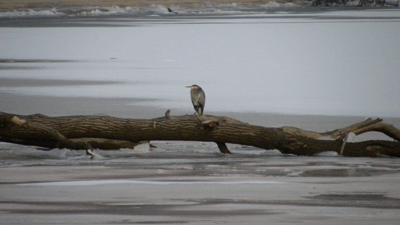 Photo of Others in Perryville