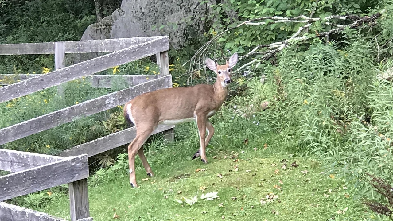 Photo of Others in Long Eddy