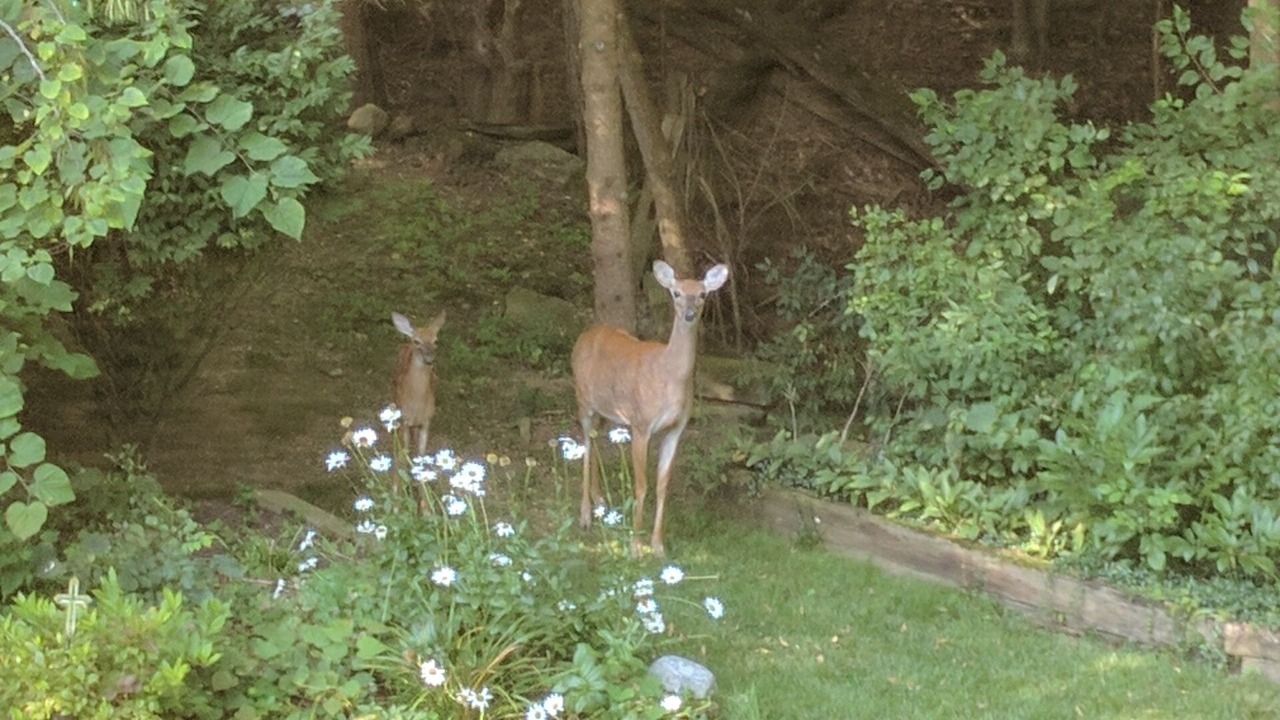 Photo of Outdoor in Amherst