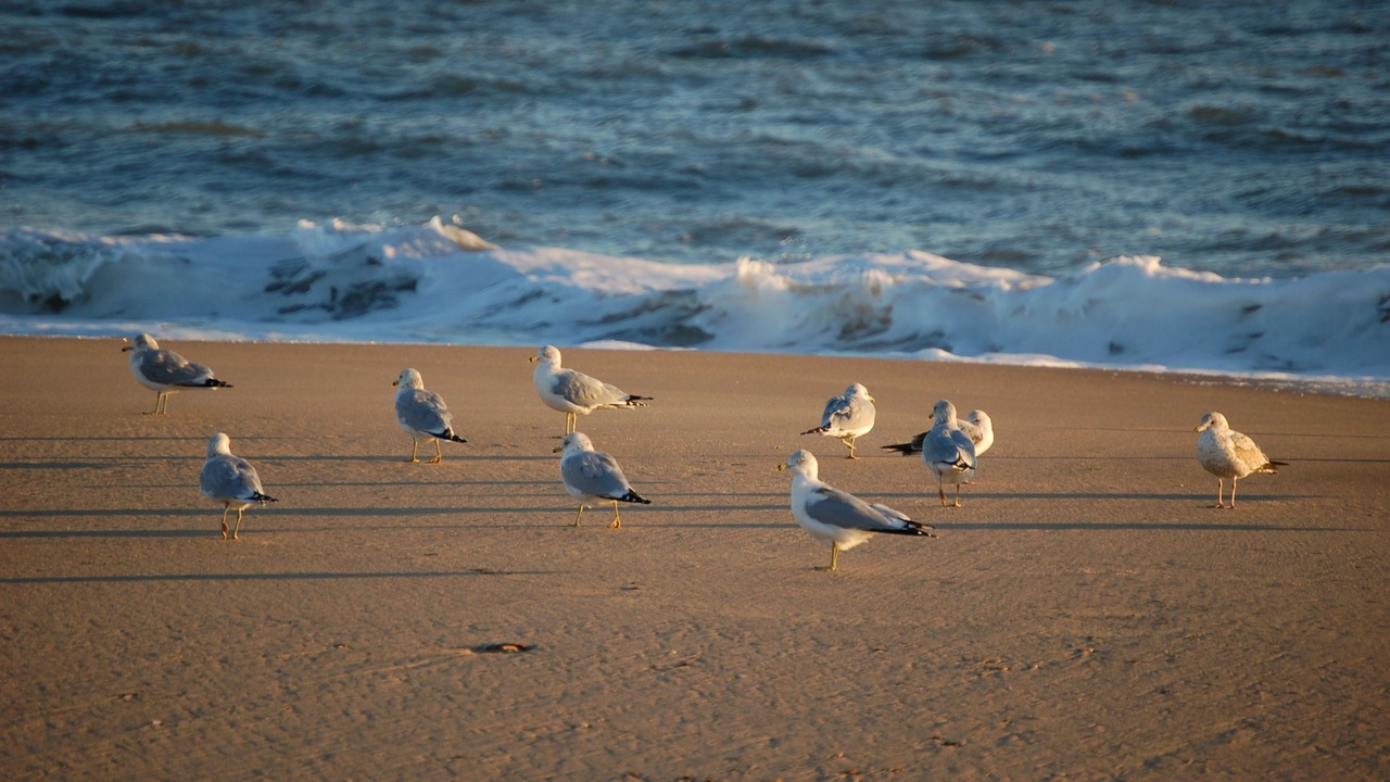 Photo of Others in Rehoboth Beach