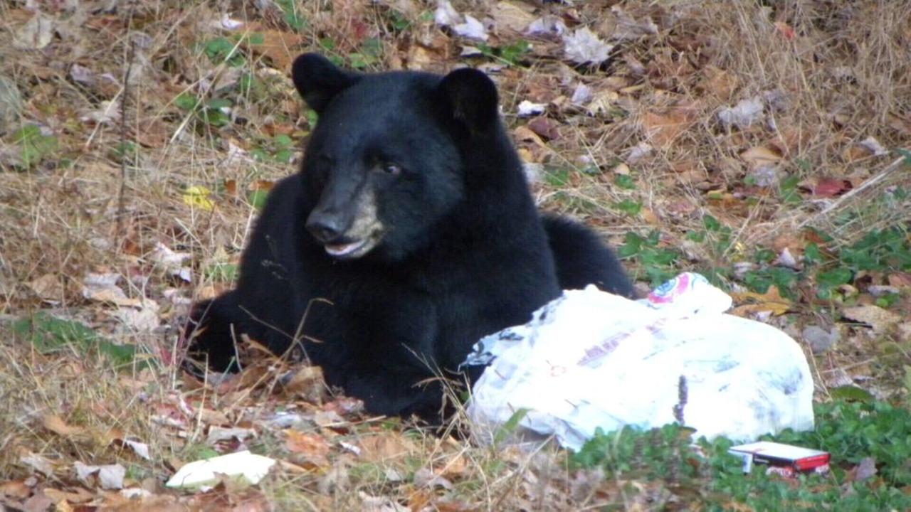 Photo of Others in Canadensis