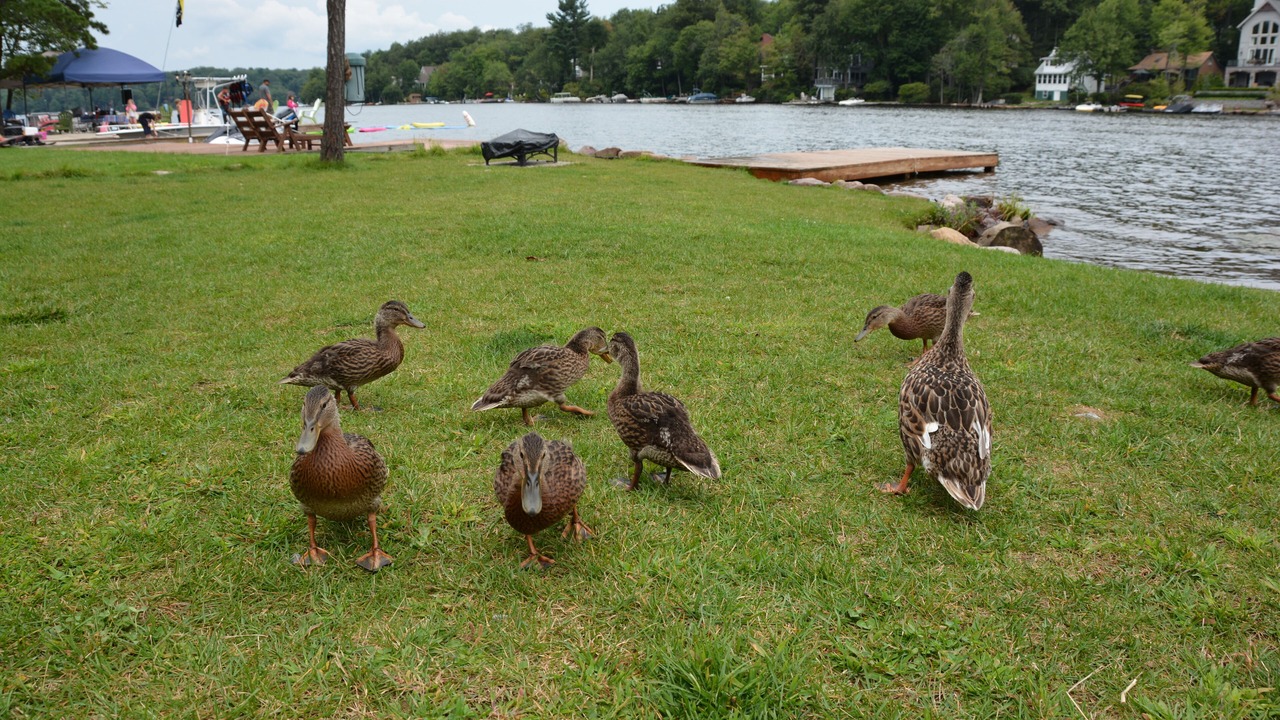 Photo of Others in Lake Harmony