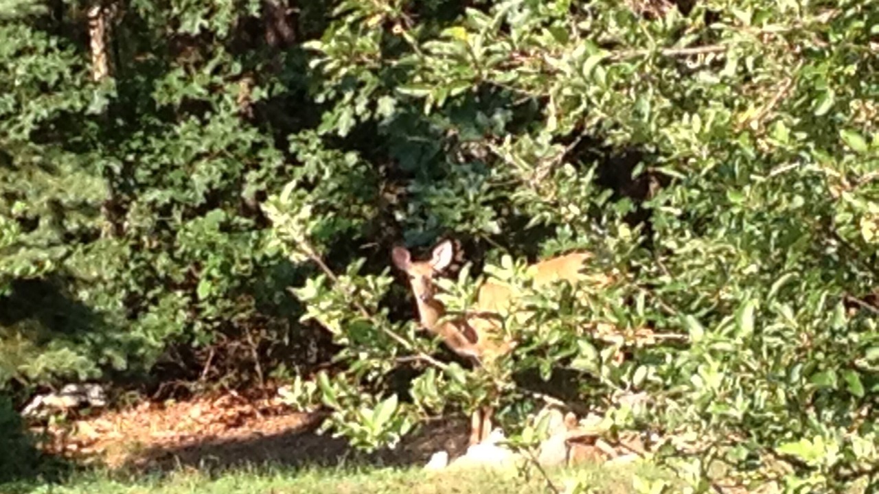 Photo of Others in Huntingdon