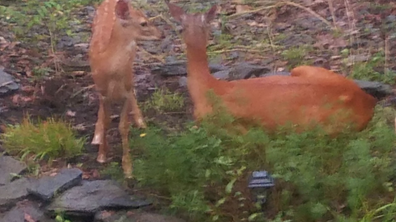 Photo of Outdoor in East Stroudsburg