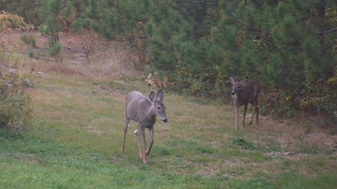 Photo of Outdoor in Arnot