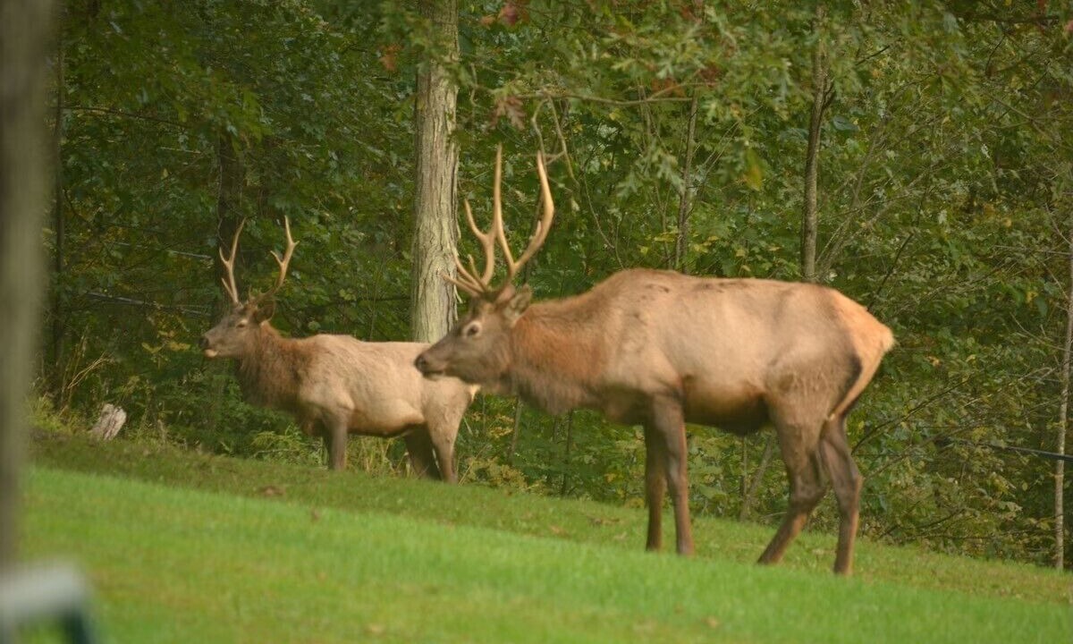Photo of Others in Weedville