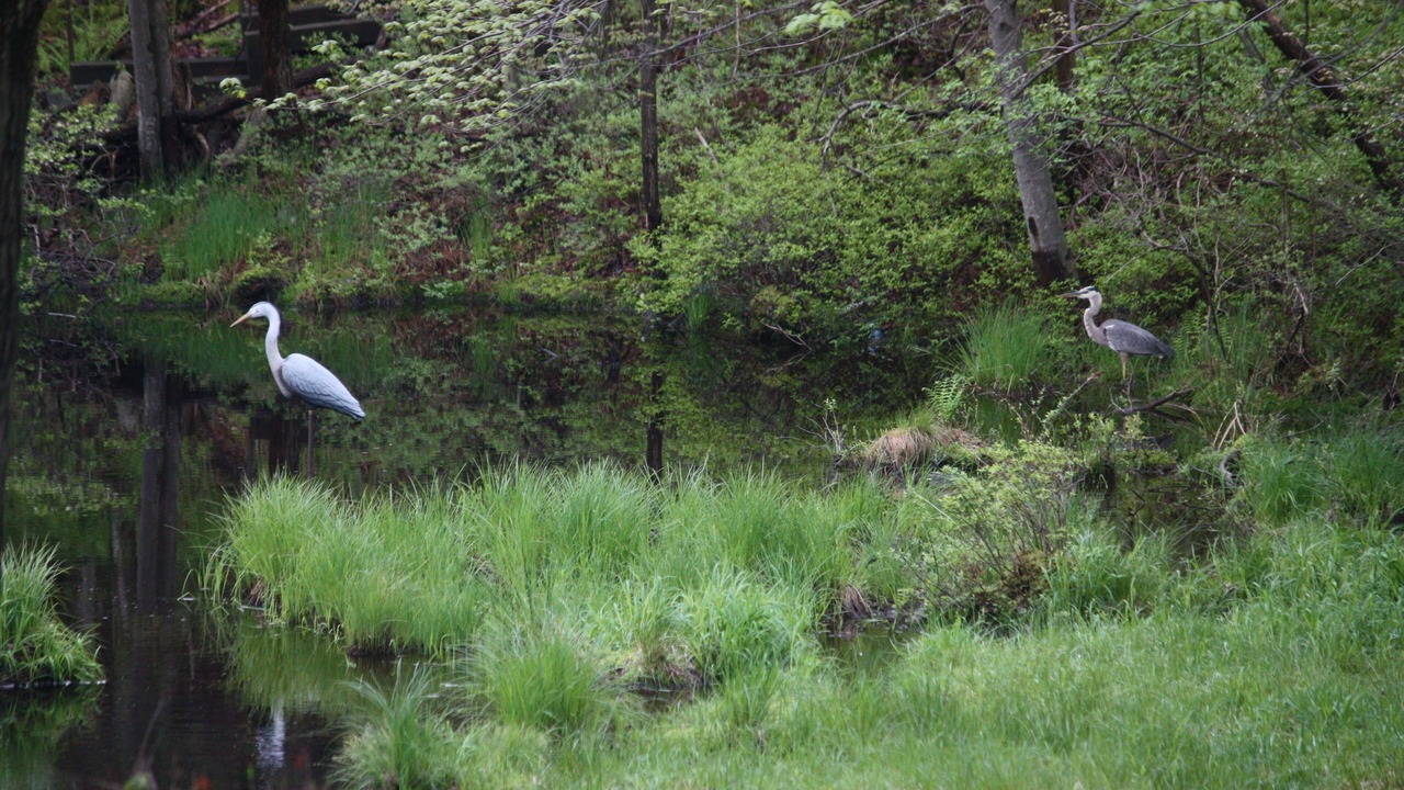 Photo of Others in Long Pond