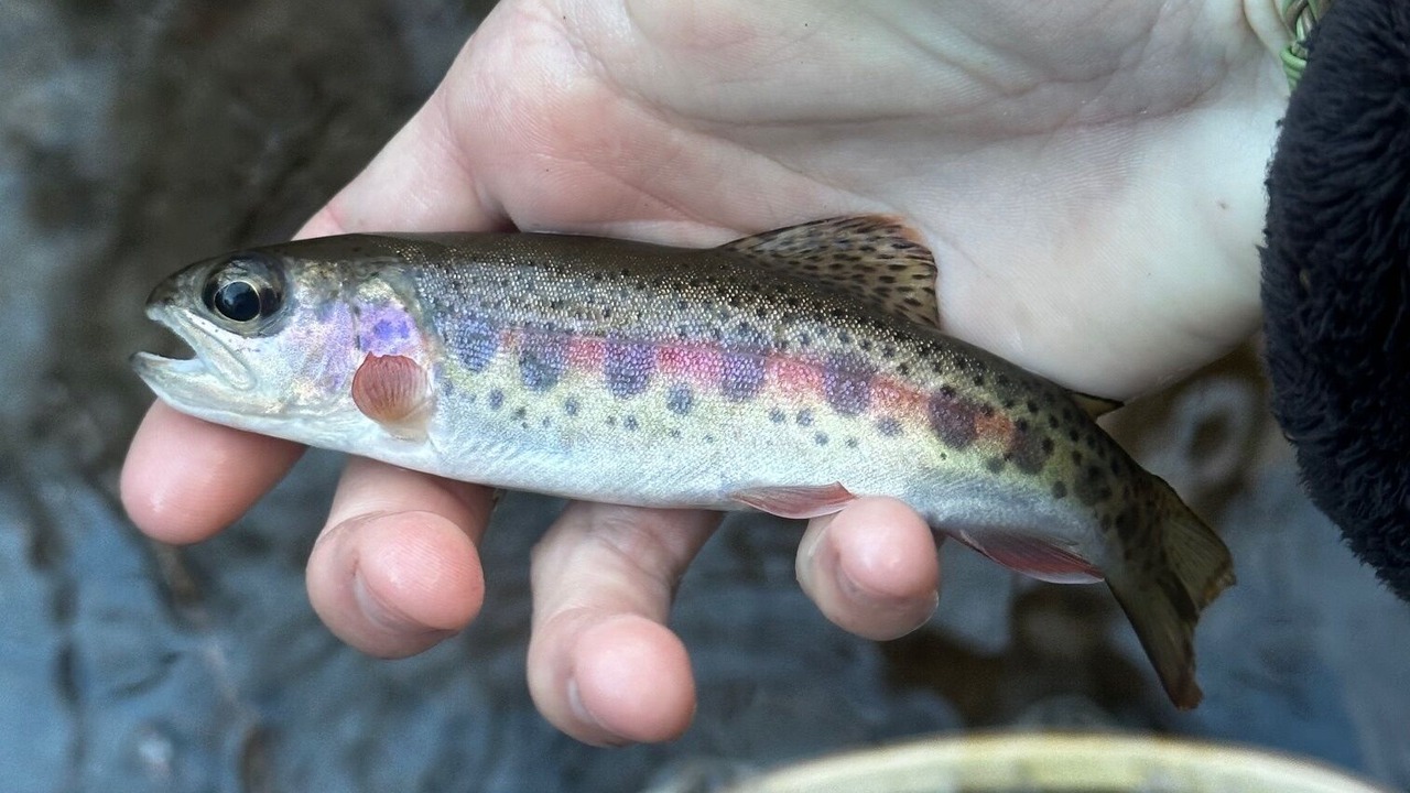 Photo of Others in South Fork
