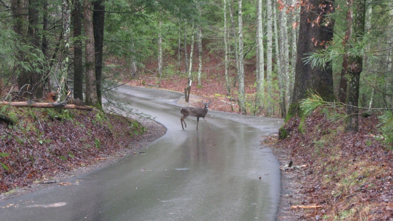 Photo of Others in Gatlinburg