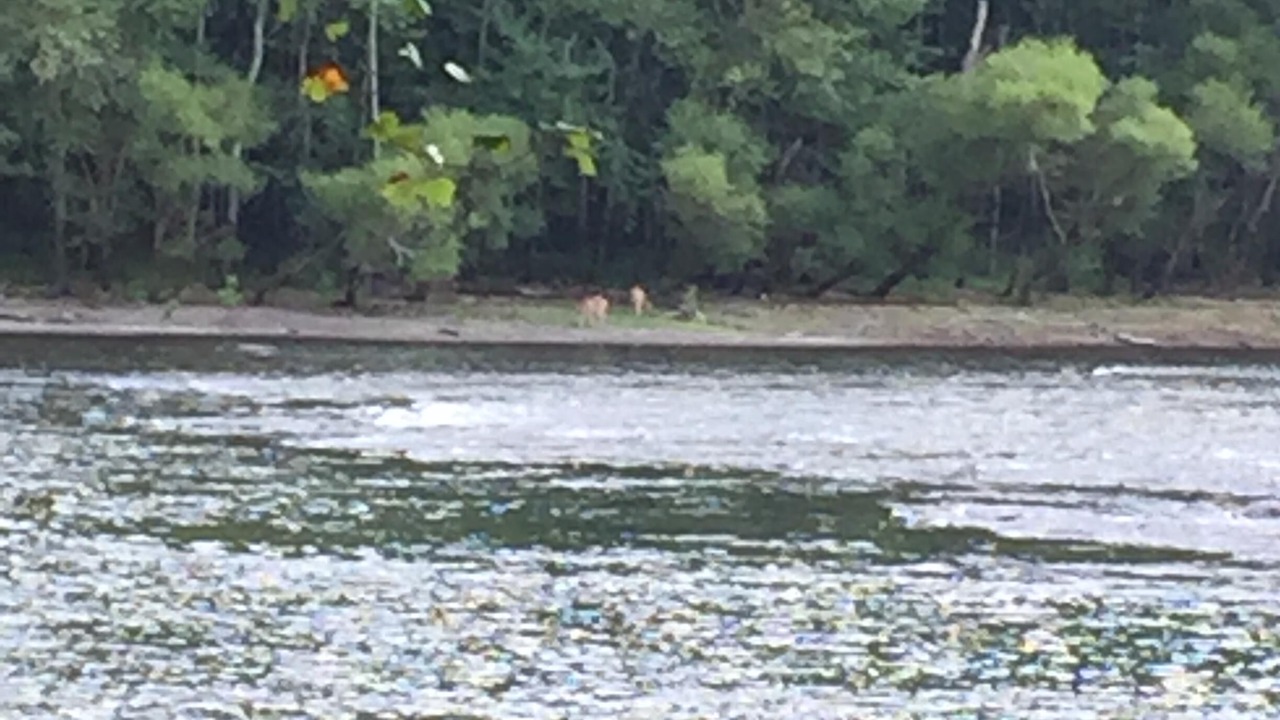 Photo of Others in Meadow Bridge