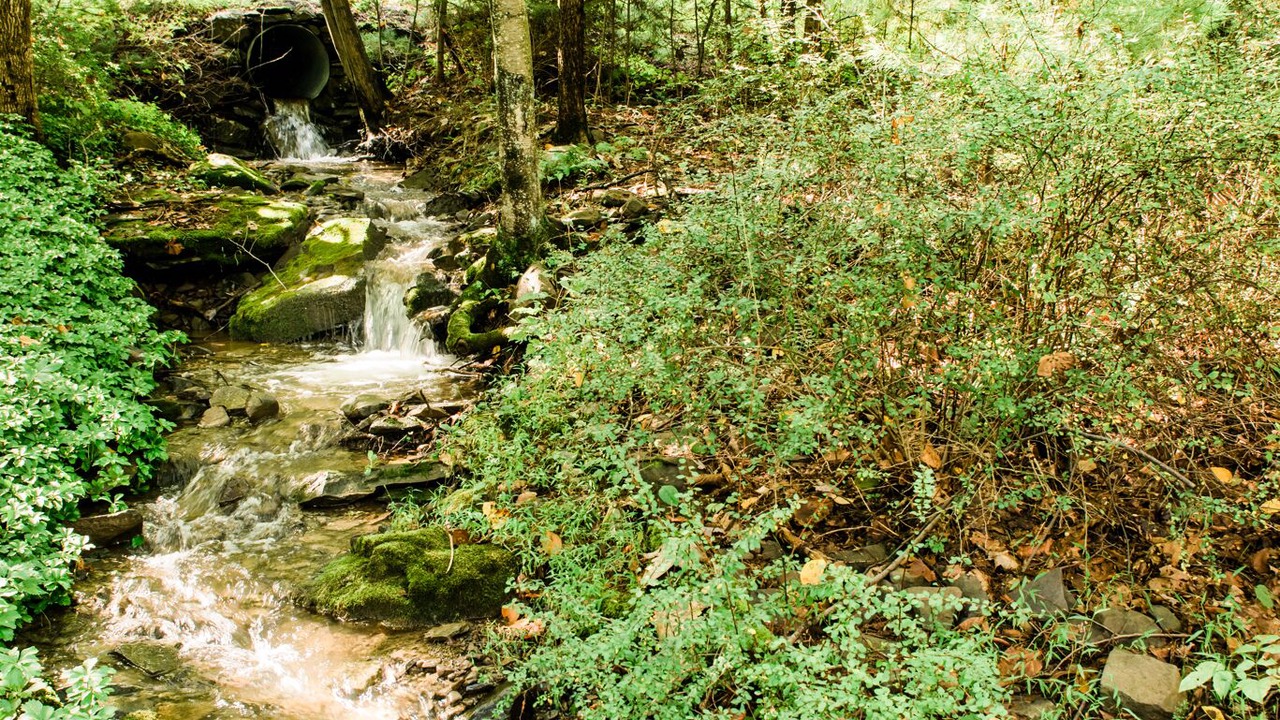 Photo of Others in Bearsville