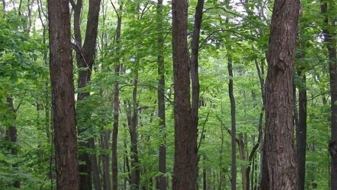 Photo of Outdoor in Seven Springs