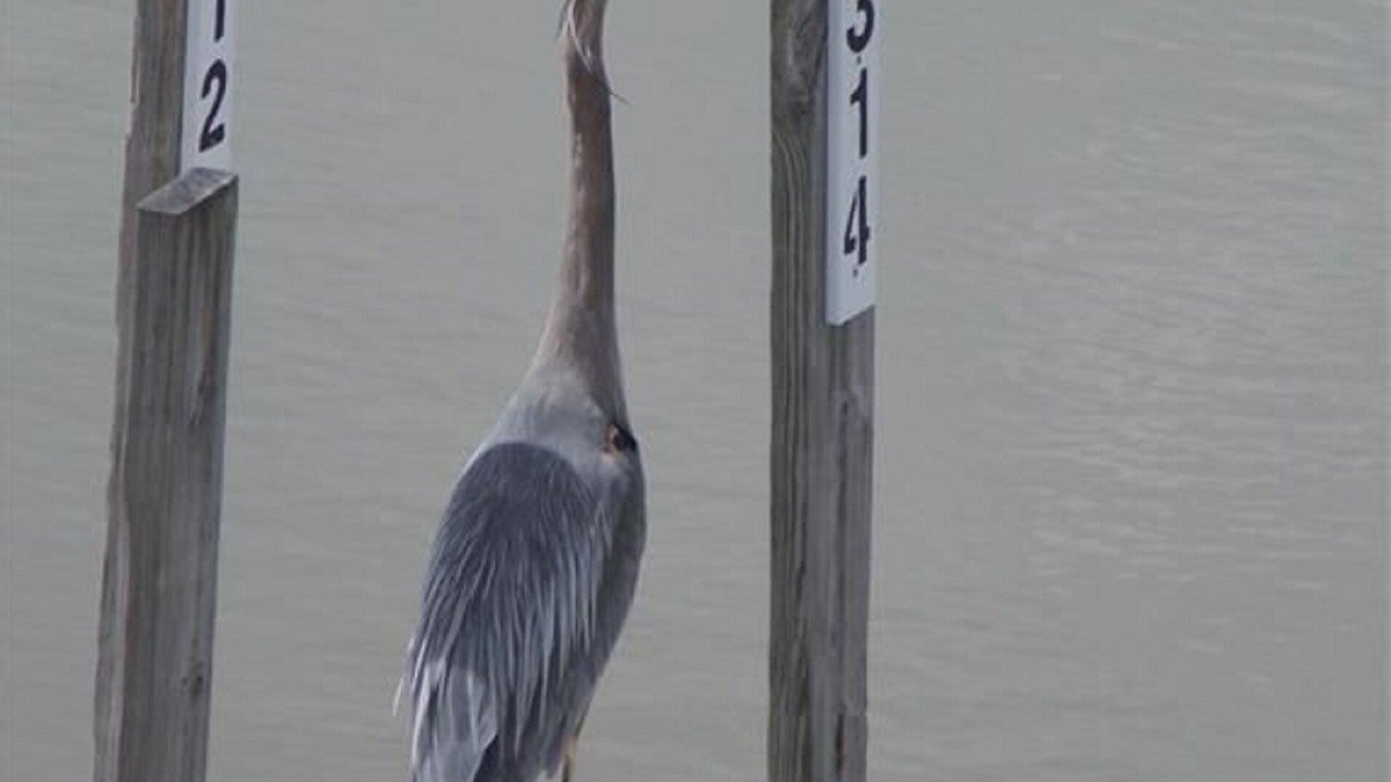 Photo of Others in Oak Harbor