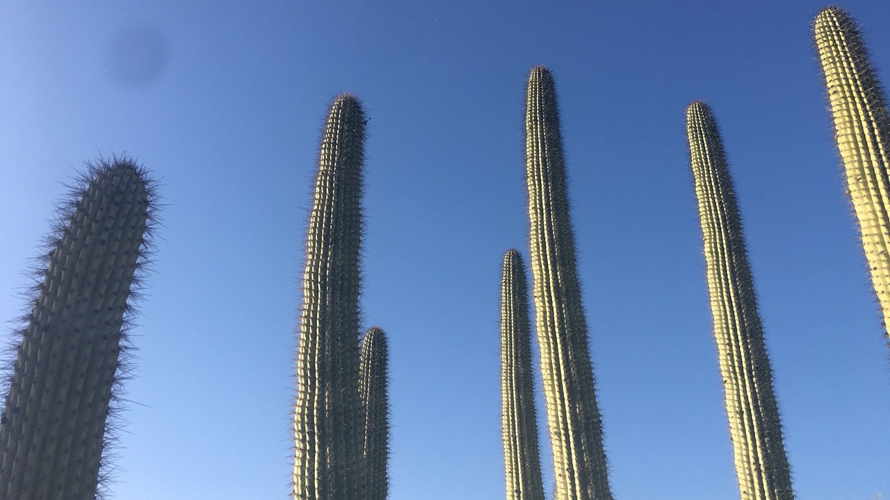 Photo of Others in Scottsdale Ranch