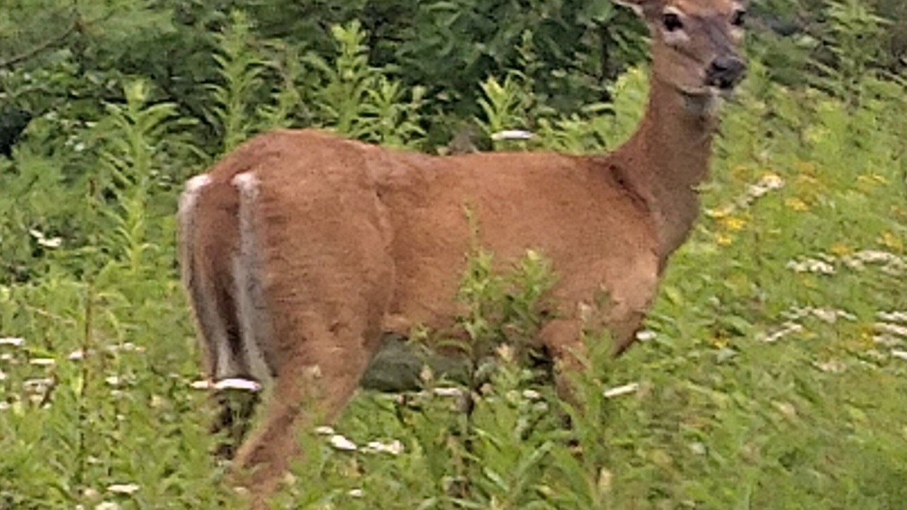 Photo of Outdoor in Saylorsburg