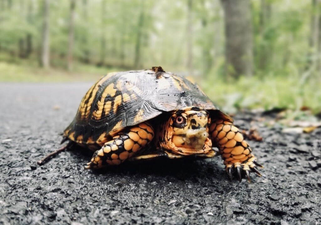 Photo of Others in Wardensville