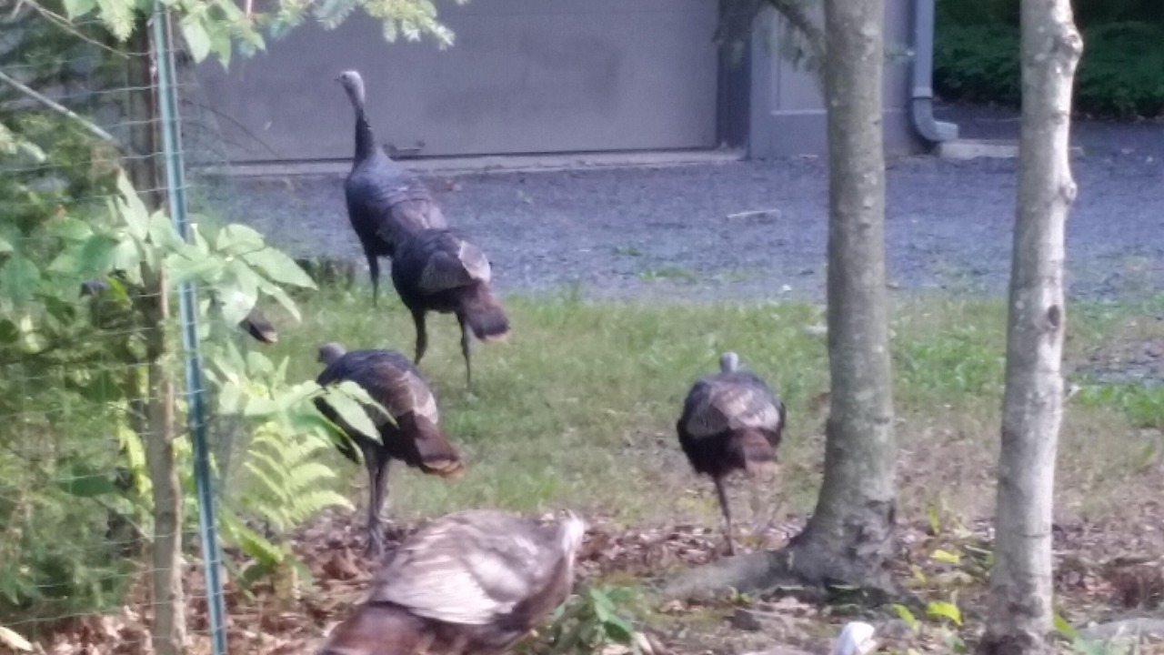Photo of Others in Gouldsboro