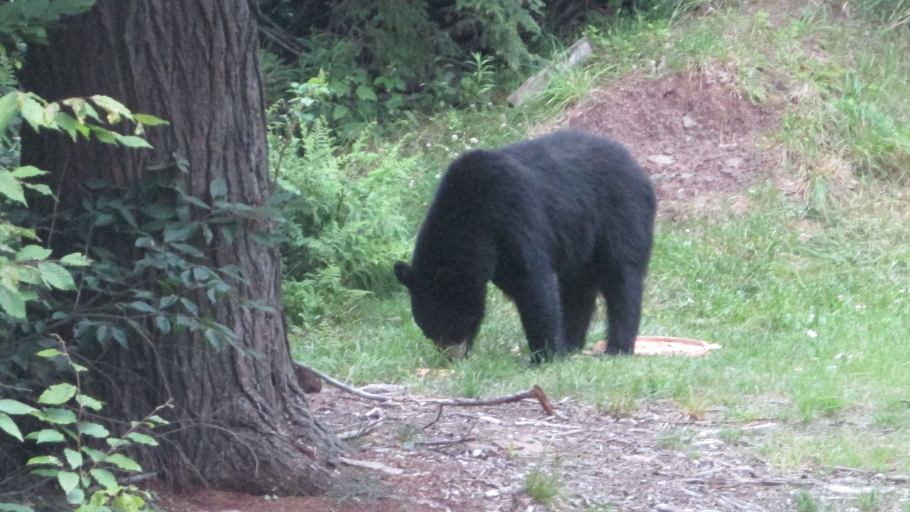 Photo of Others in Morris Run