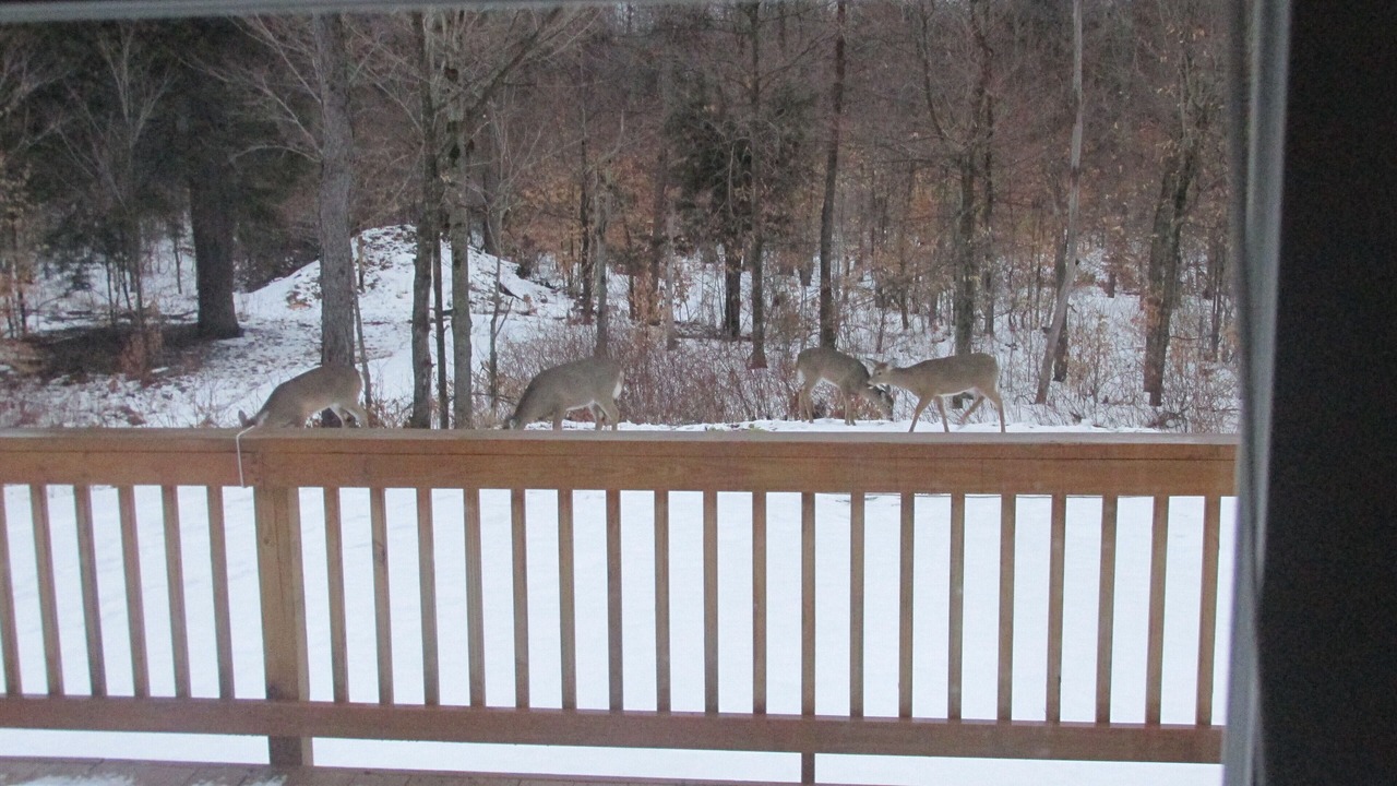 Photo of Others in Morris Run