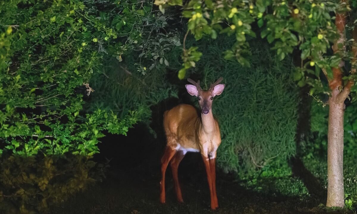 Photo of Outdoor in Ardentown