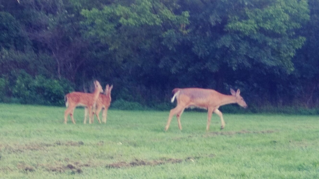 Photo of Others in Belle Mead