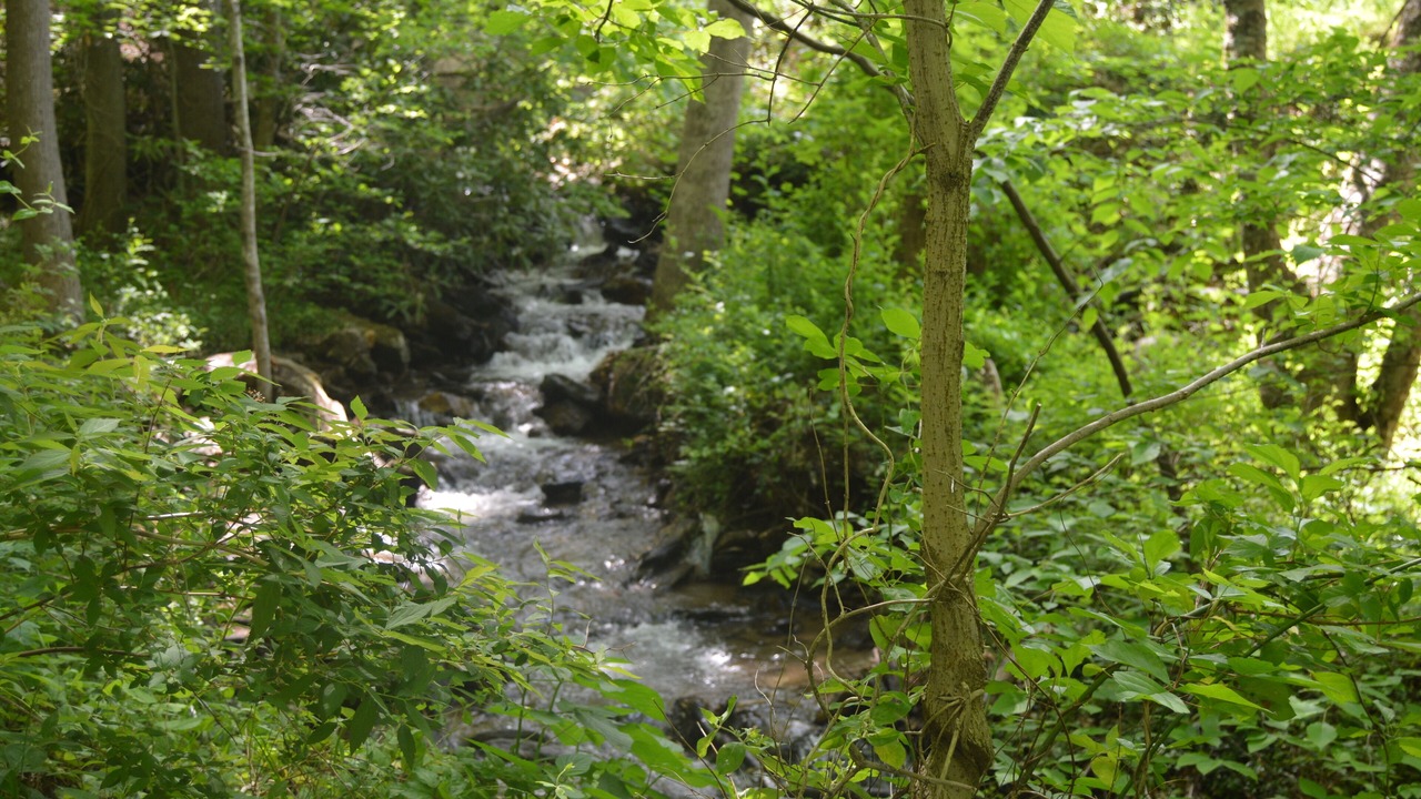 Photo of Others in Weaverville
