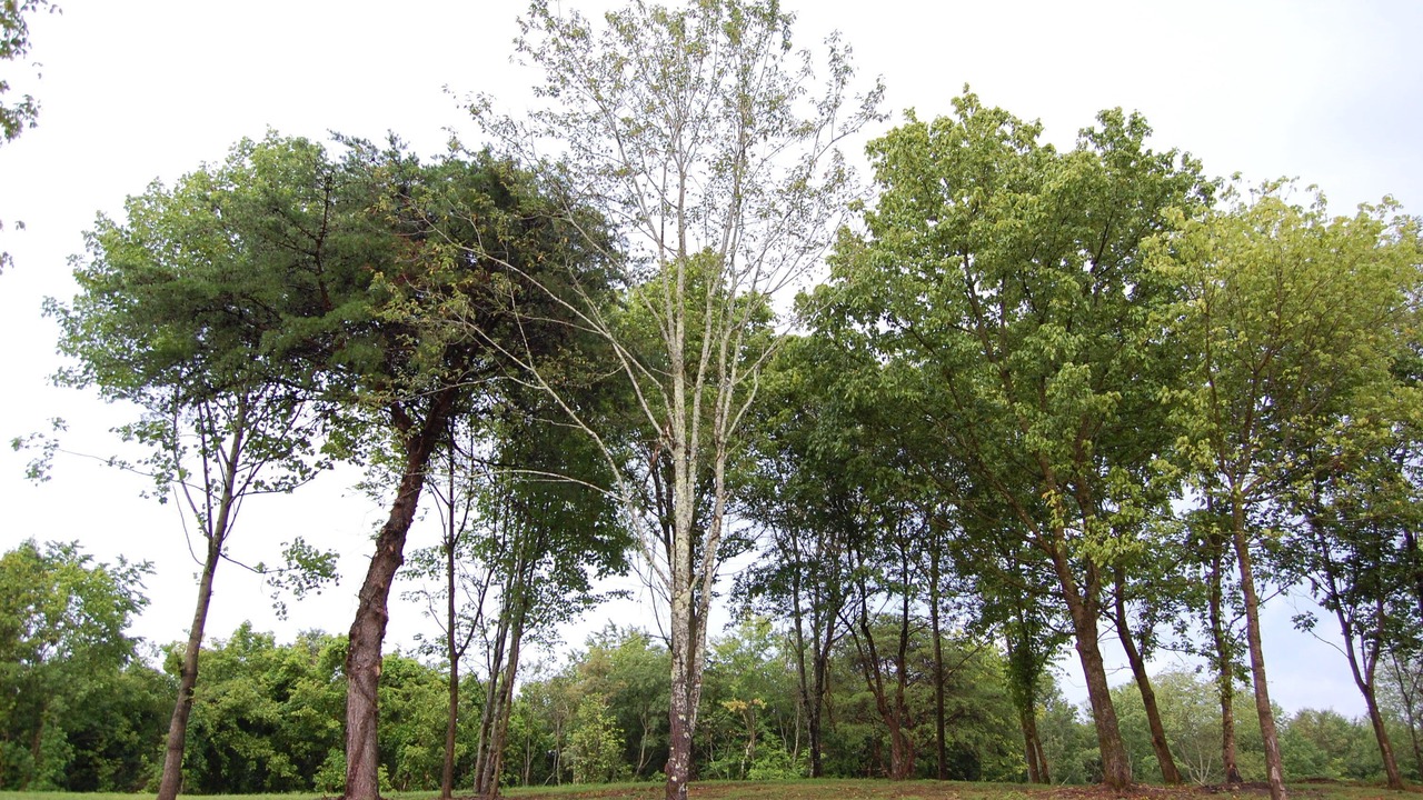 Photo of Outdoor in Jackson